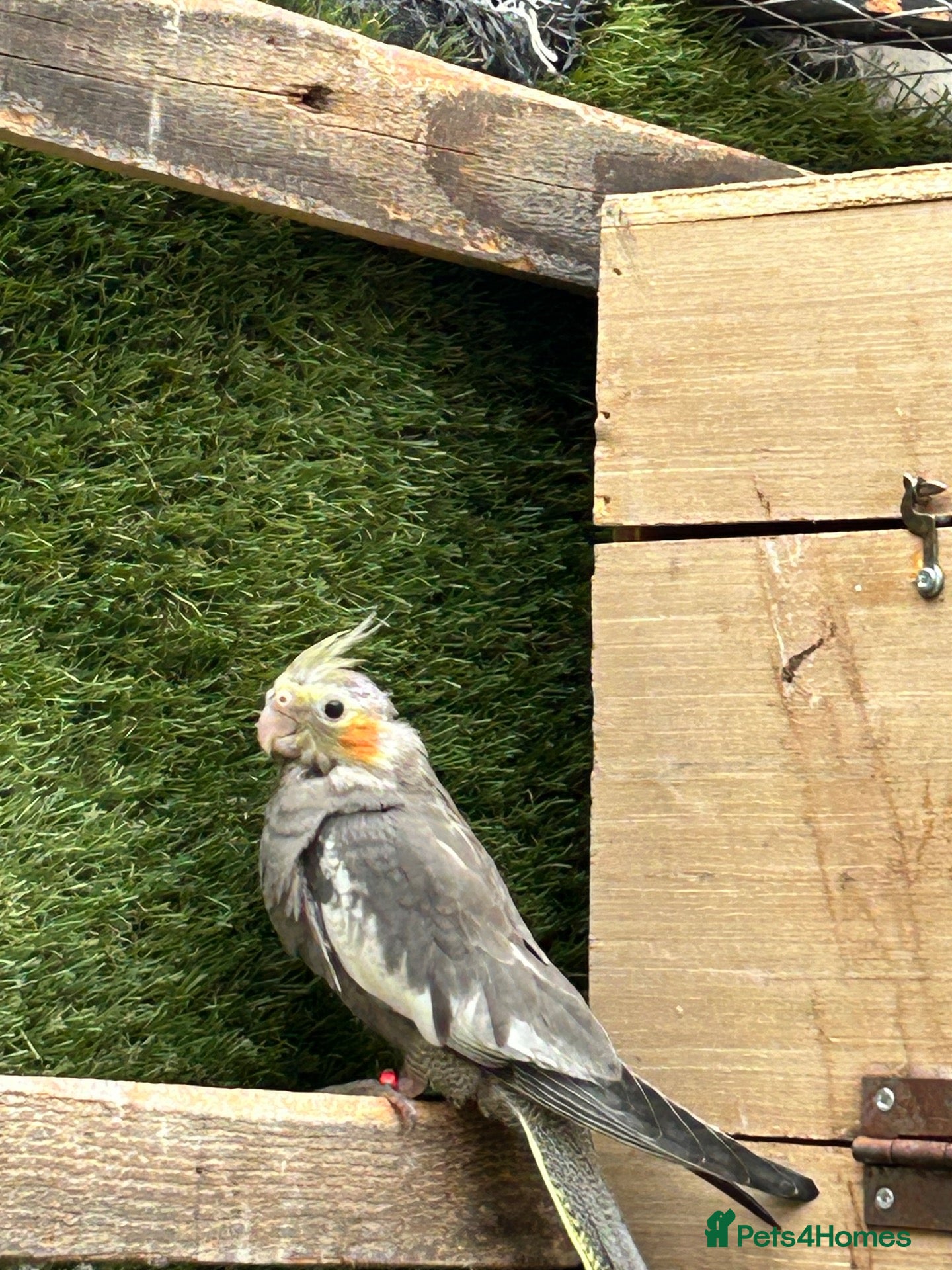 Cockatiels birds Male cockatiel  - Advert 11