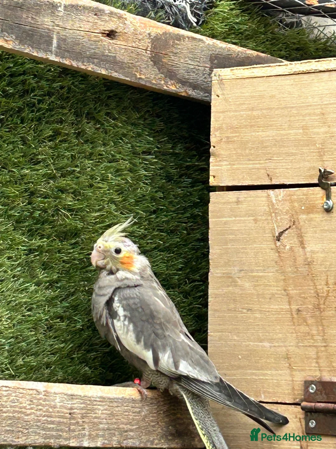 Cockatiels birds for sale: Male cockatiel  10 weeks old  - Advert 1