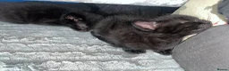 Mixed Breed cats for sale: 🐾BlackBrown Tabby Kittens needing Forever Homes🐾 in London - Advert 14