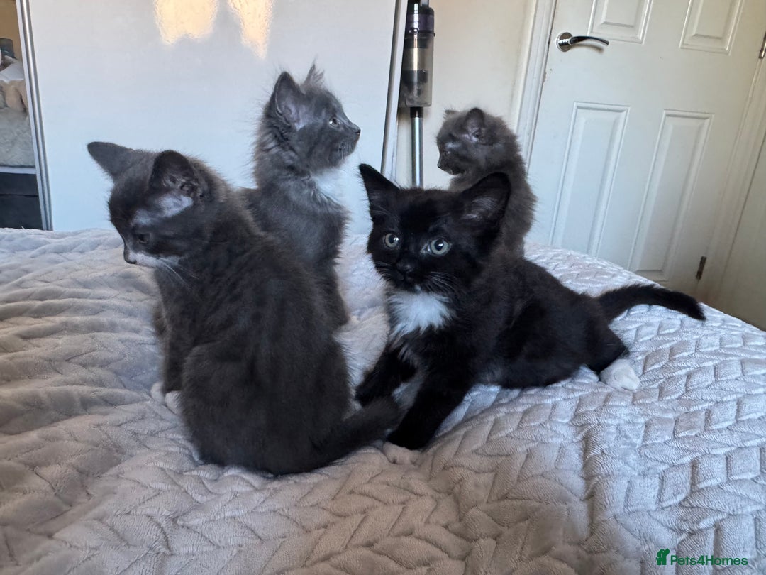 Mixed Breed cats for sale: 4 gorgeous kittens  - Advert 7
