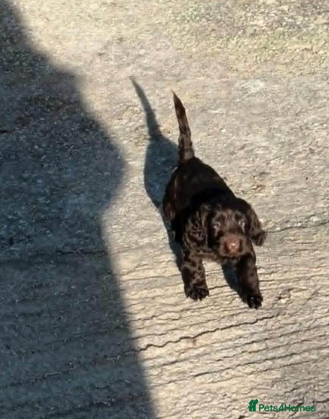 Cockapoo dogs for sale: CHOCOLATE COCKAPOOS FROM LICENCED BREEDER - Advert 1