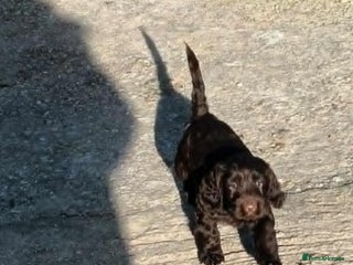 Cockapoo dogs CHOCOLATE COCKAPOOS FROM LICENCED BREEDER - Advert 1