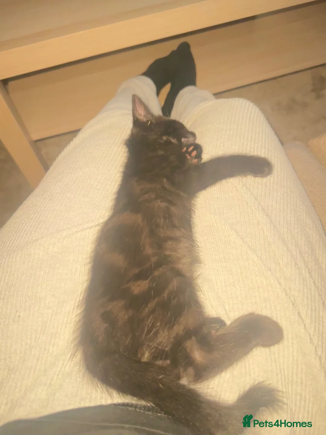 Mixed Breed cats for sale: He is a very loving kitten and is full of energy.  in Batley - Advert 11