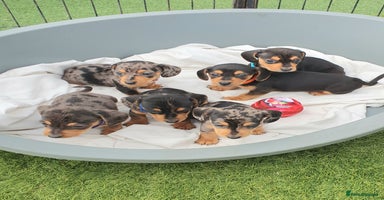 Dachshund dogs - Advert 16
