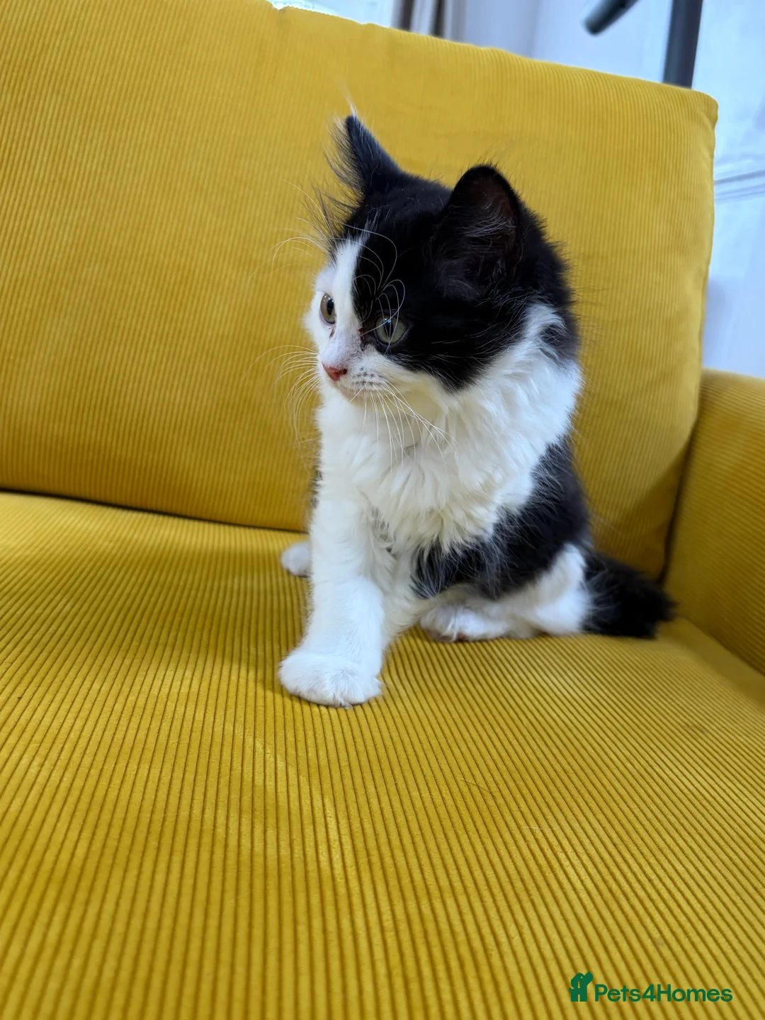 Mixed Breed cats for sale: Ragdoll & Kurilian bobtail mixed - Advert 8