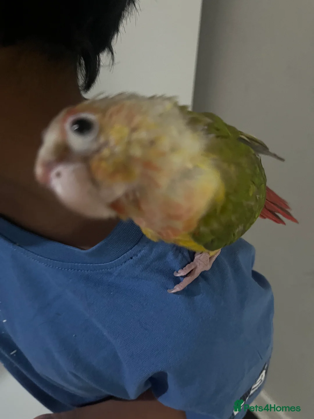 Conures birds for sale: Zazu conure bird - Advert 4