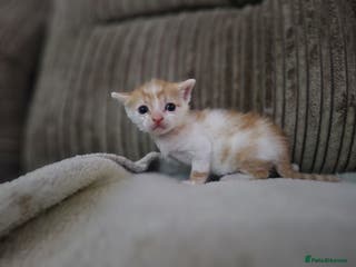 Mixed Breed cats 1 beautiful ginger&white kitten - Advert 21
