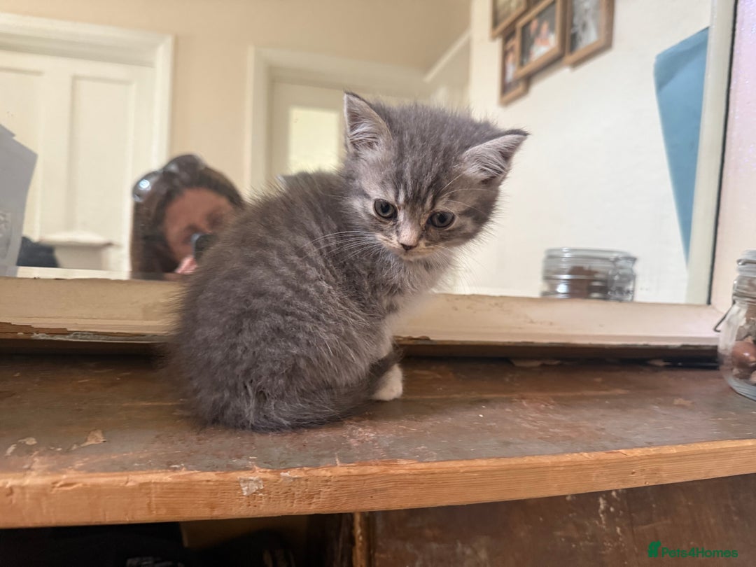 Persian cats for sale: Beautiful Half Persian kittens for sale.  - Image 3