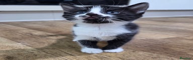 Black and white Kitten with black beard