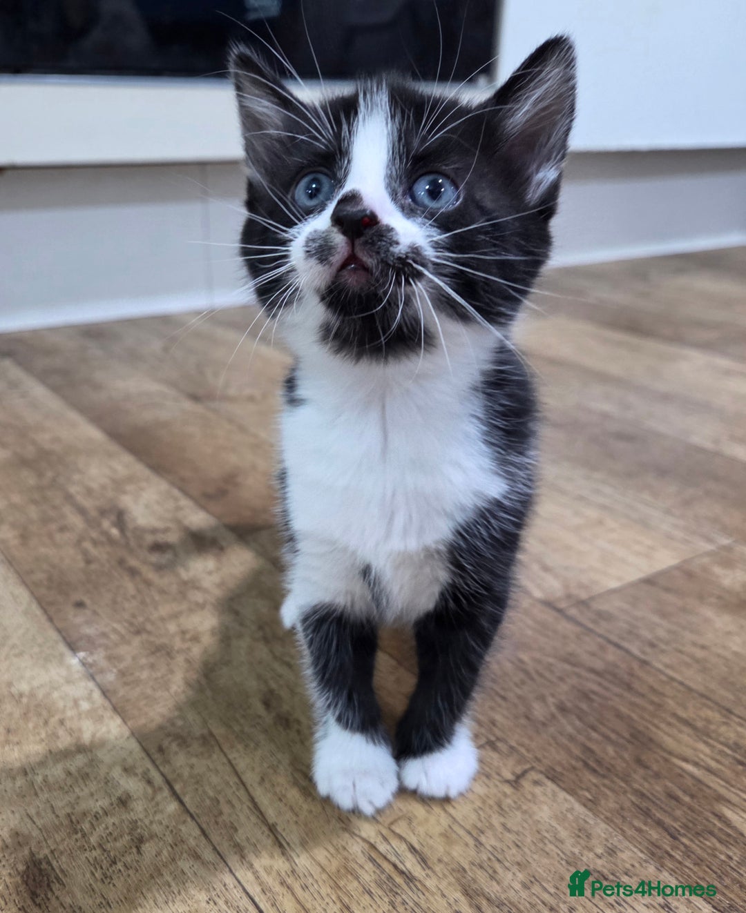 Mixed Breed cats for sale: Mixed breed kittens - Advert 15