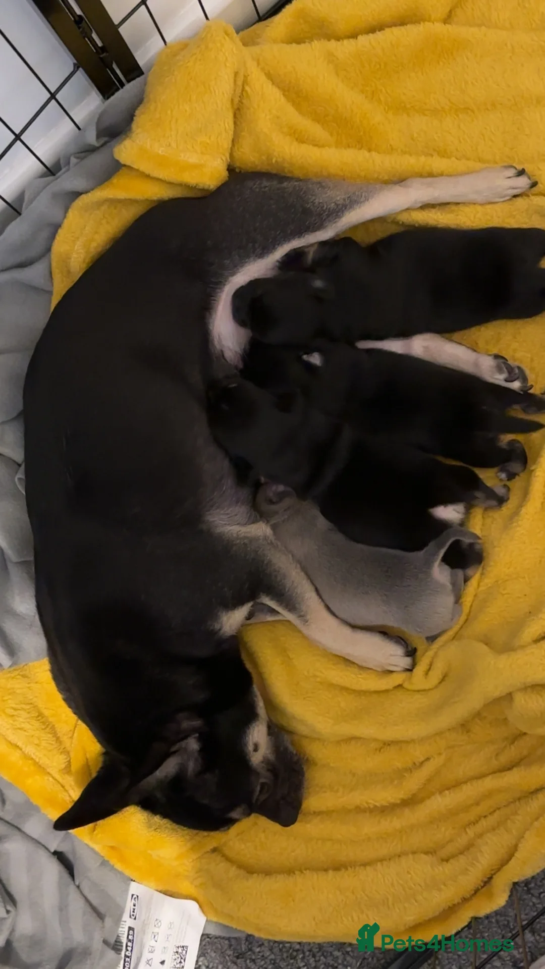 Chihuahua dogs for sale: Chihuahua pups in Newport - Advert 2