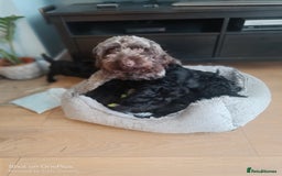 Cockapoo dogs for sale: Lovely cockapo puppies - Image 11