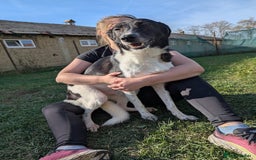 Mixed Breed dogs for adoption: Ferris for adoption - Image 6