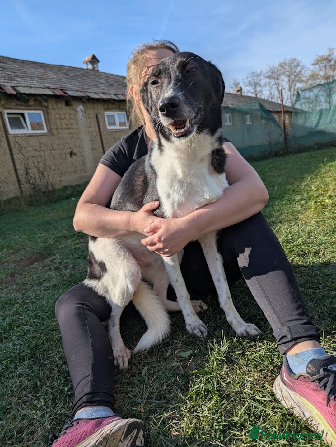 Mixed Breed dogs for adoption: Ferris for adoption - Image 6