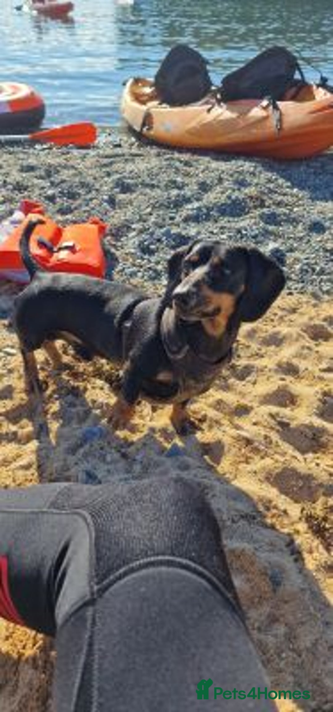 Labrador Retriever dogs for sale: Female Labrador retriever dog - Advert 2