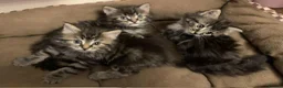 Norwegian Forest Cat cats for sale: Norwegian Forest kittens - Advert 14