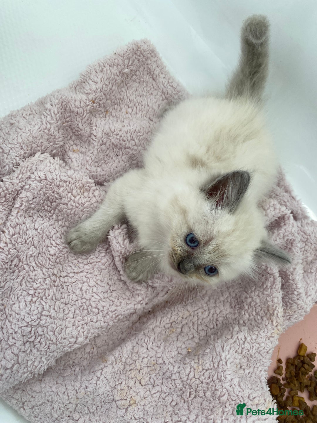 Ragdoll cats for sale: Ragdoll kittens  - Image 6