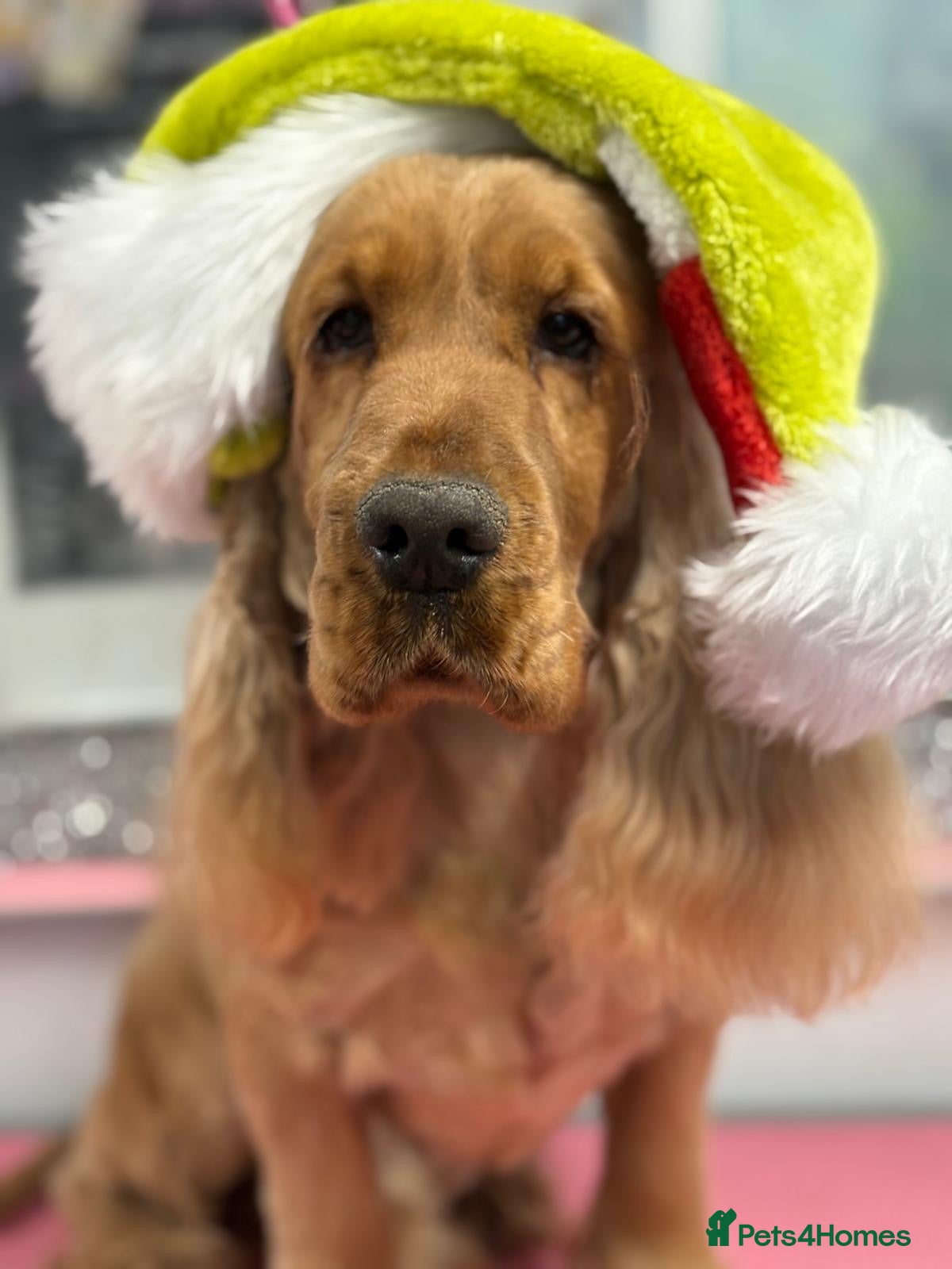 Cocker Spaniel dogs Retired golden show cocker Pablo - Advert 2