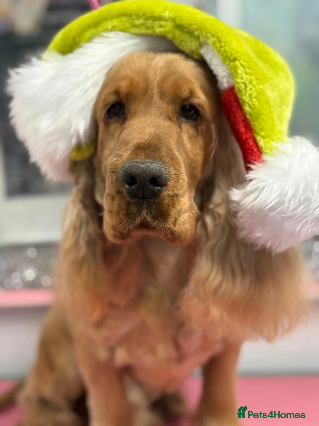 Cocker Spaniel dogs for sale: Retired golden show cocker Pablo - Advert 1