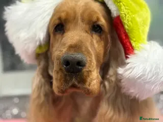 Cocker Spaniel dogs Retired golden show cocker Pablo - Advert 1