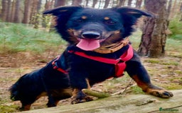 Border Collie dogs for adoption: Dolly: The Dog Who Crawled Out of the Darkness - Image 2