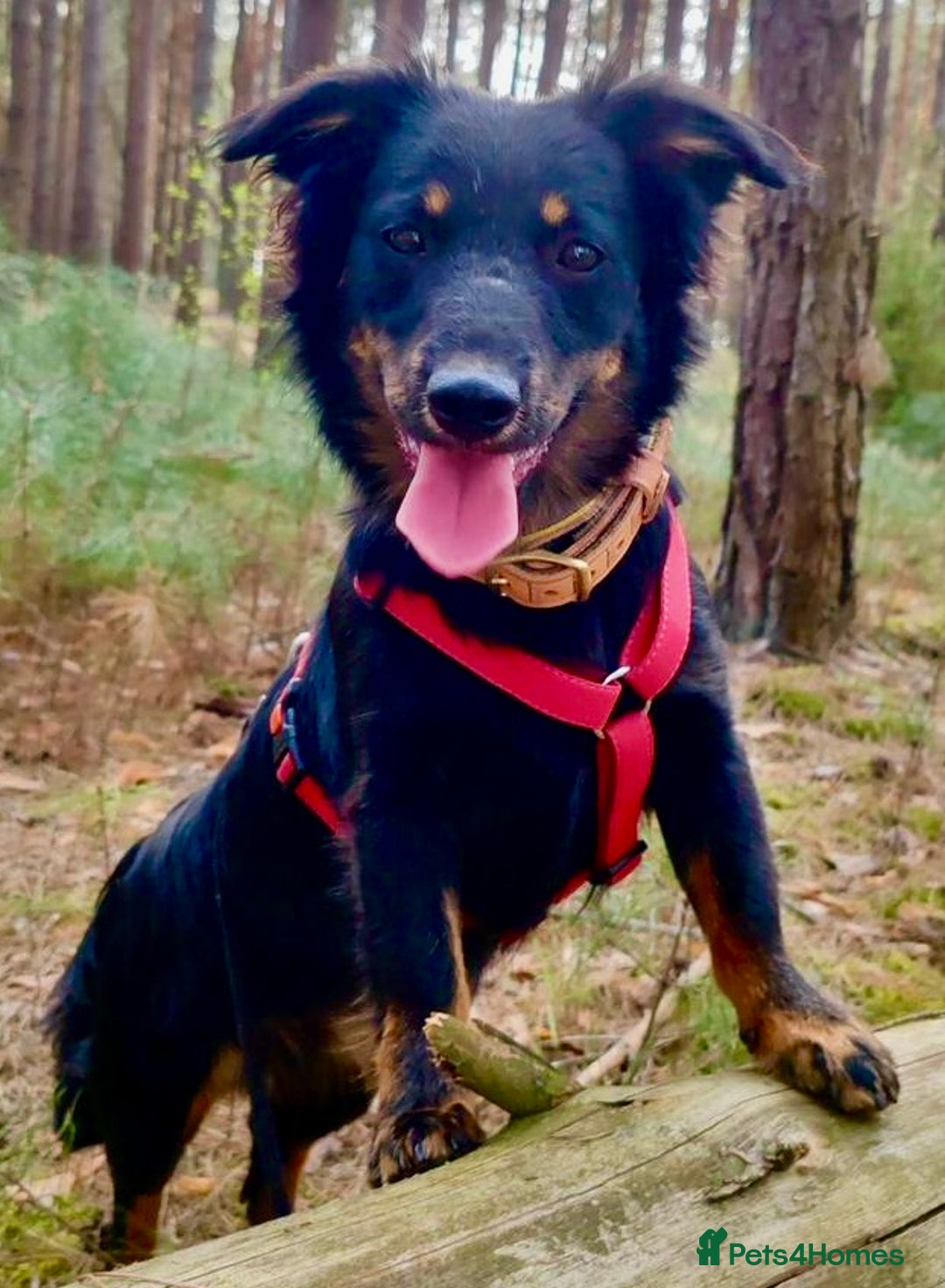 Border Collie dogs for adoption: Dolly: The Dog Who Crawled Out of the Darkness - Image 2