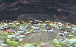 Angelfish fish for sale: All fish 100£ - Image 6