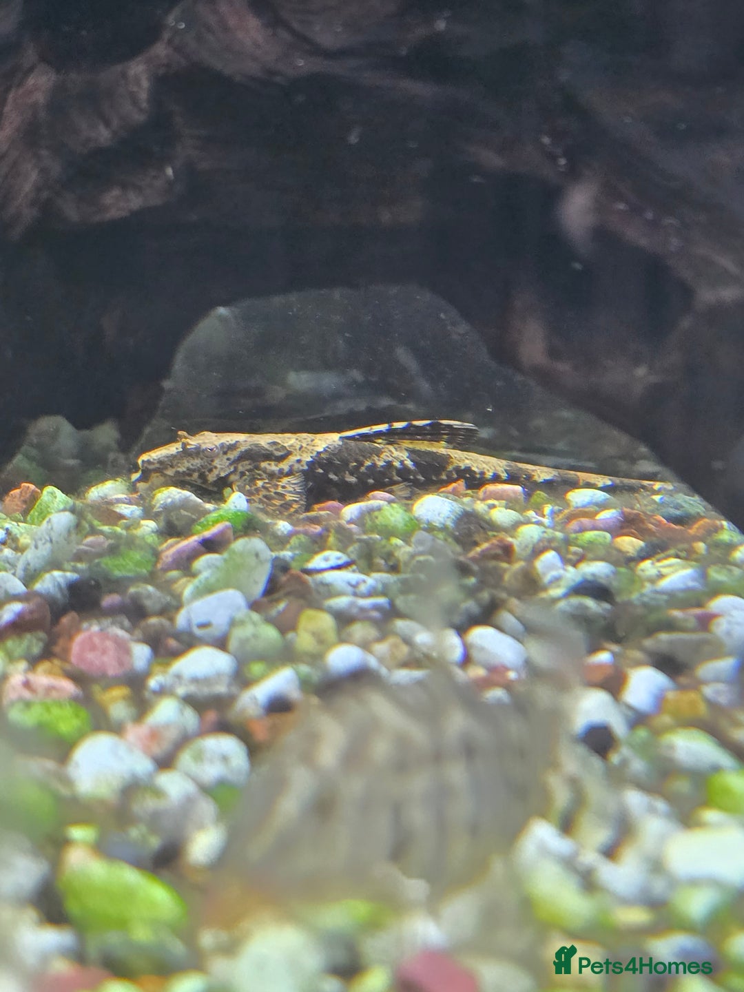 Angelfish fish for sale: All fish 100£ - Image 6