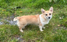Welsh Corgi Pembroke dogs for sale: Camilla Kc reg Female Pembrokeshire corgi for sale - Image 1