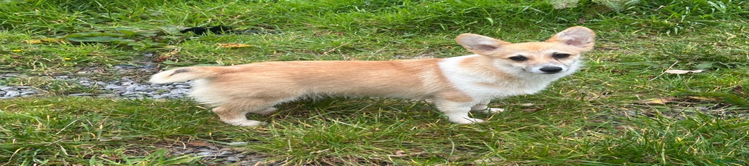 Welsh Corgi Pembroke Puppy 1