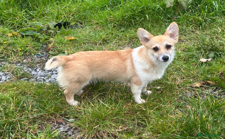 Welsh Corgi Pembroke dogs - Advert 2
