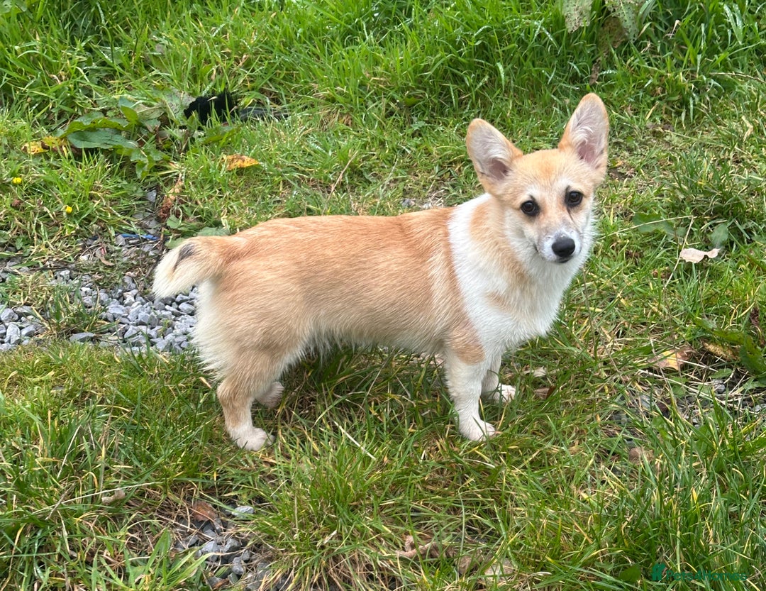 Welsh Corgi Pembroke dogs for sale: Camilla Kc reg Female Pembrokeshire corgi for sale - Image 1
