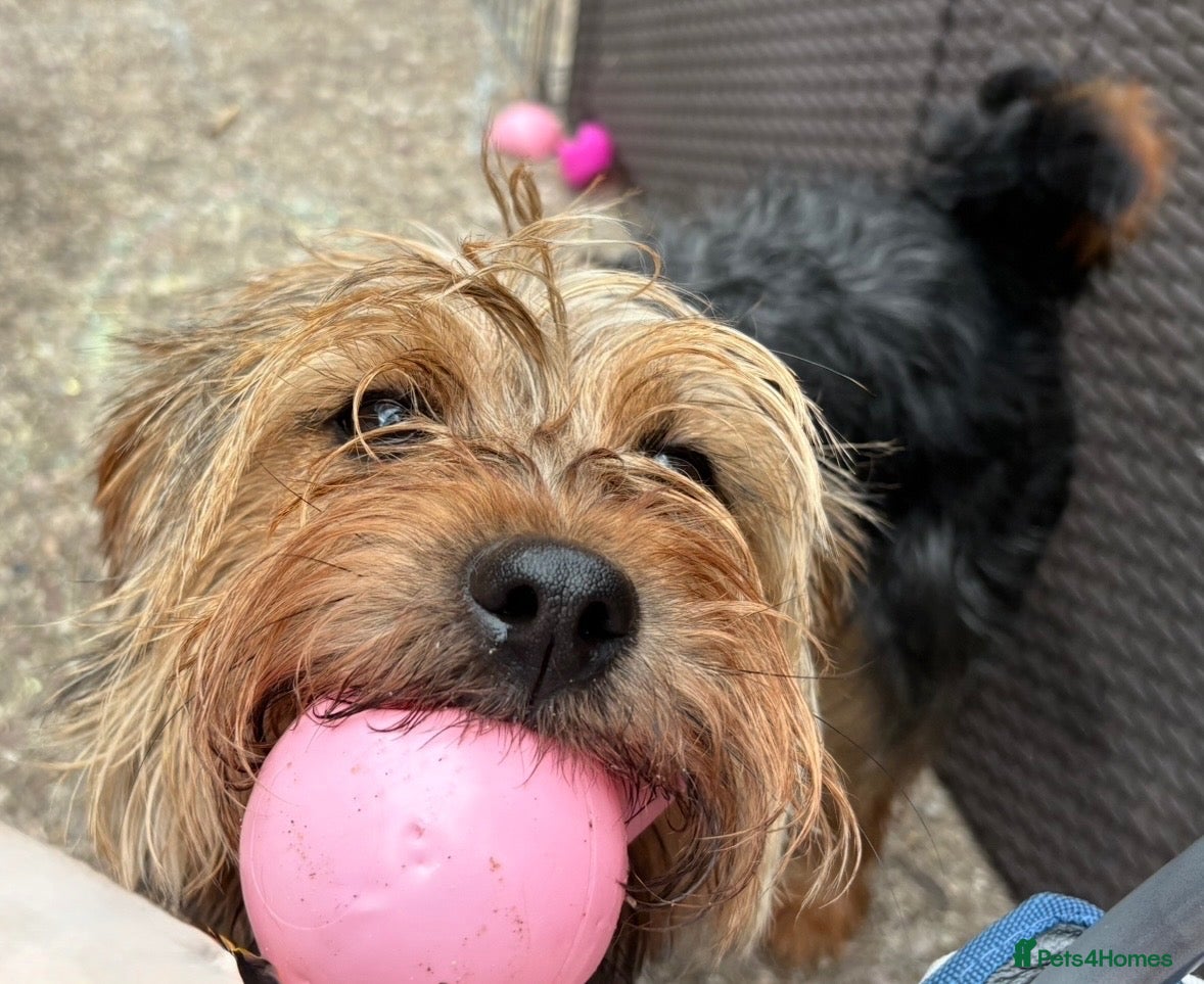 Mixed Breed dogs Female Patterdale X lakeland Terrier - Advert 6