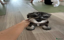 Miniature Schnauzer dogs for sale: Pure bred Miniature Schnauzers Puppies - Image 2