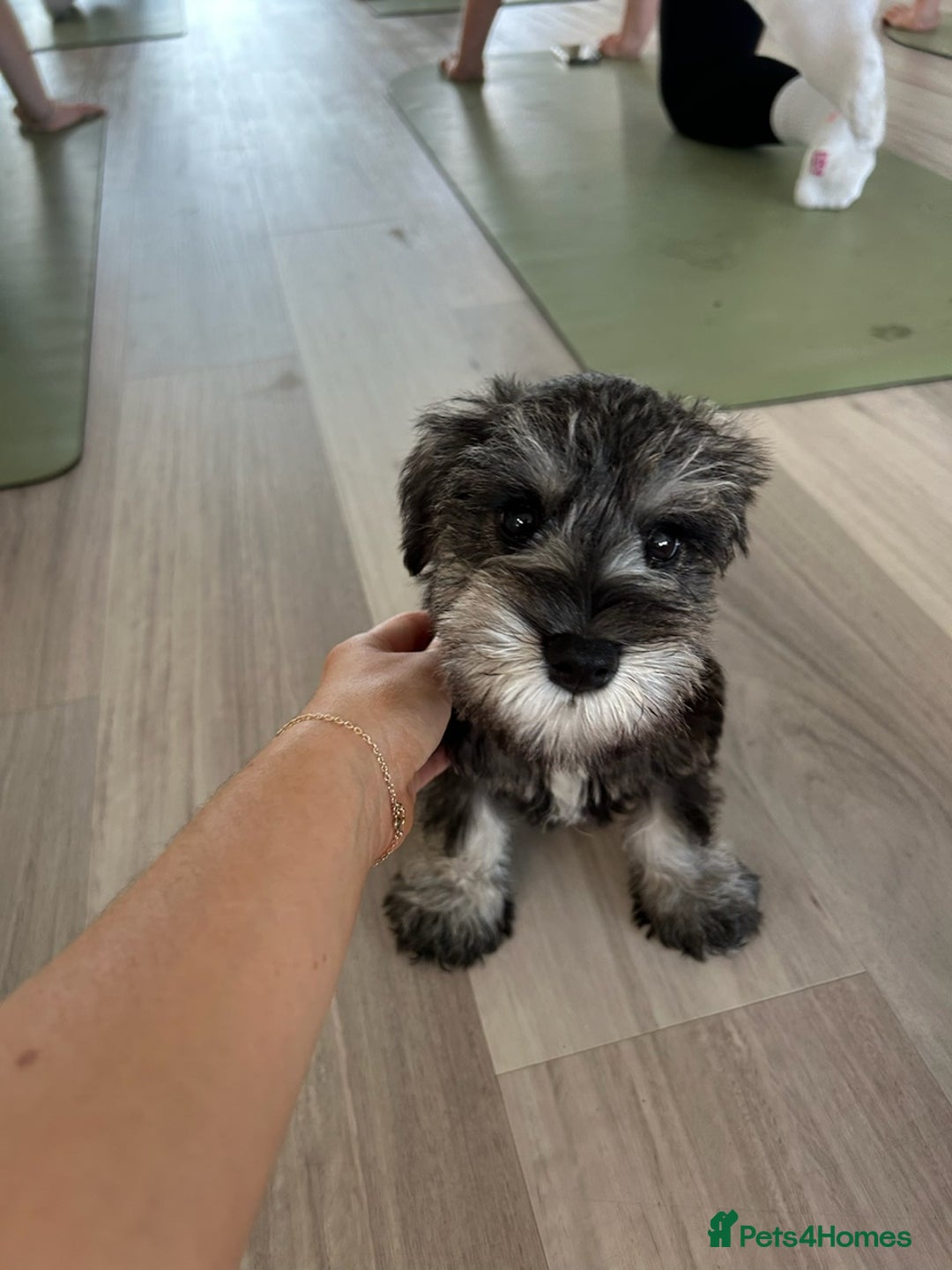 Miniature Schnauzer dogs for sale: Pure bred Miniature Schnauzers Puppies - Image 2
