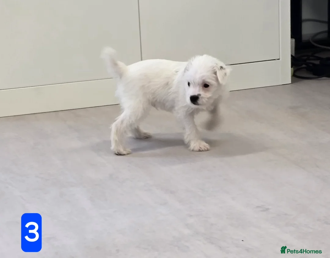 Jack Russell dogs for sale: Jack russel boys in Swanscombe - Advert 6