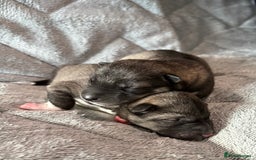 Siberian Husky dogs for sale: Kc reg Siberian husky puppies  - Image 3
