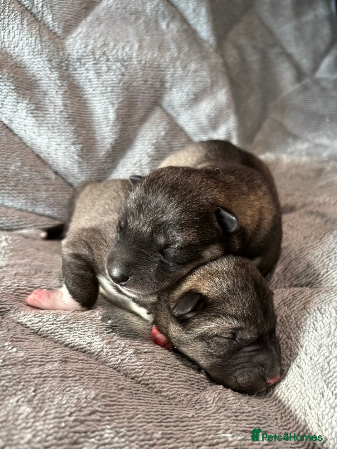 Siberian Husky dogs for sale: Kc reg Siberian husky puppies  - Image 3