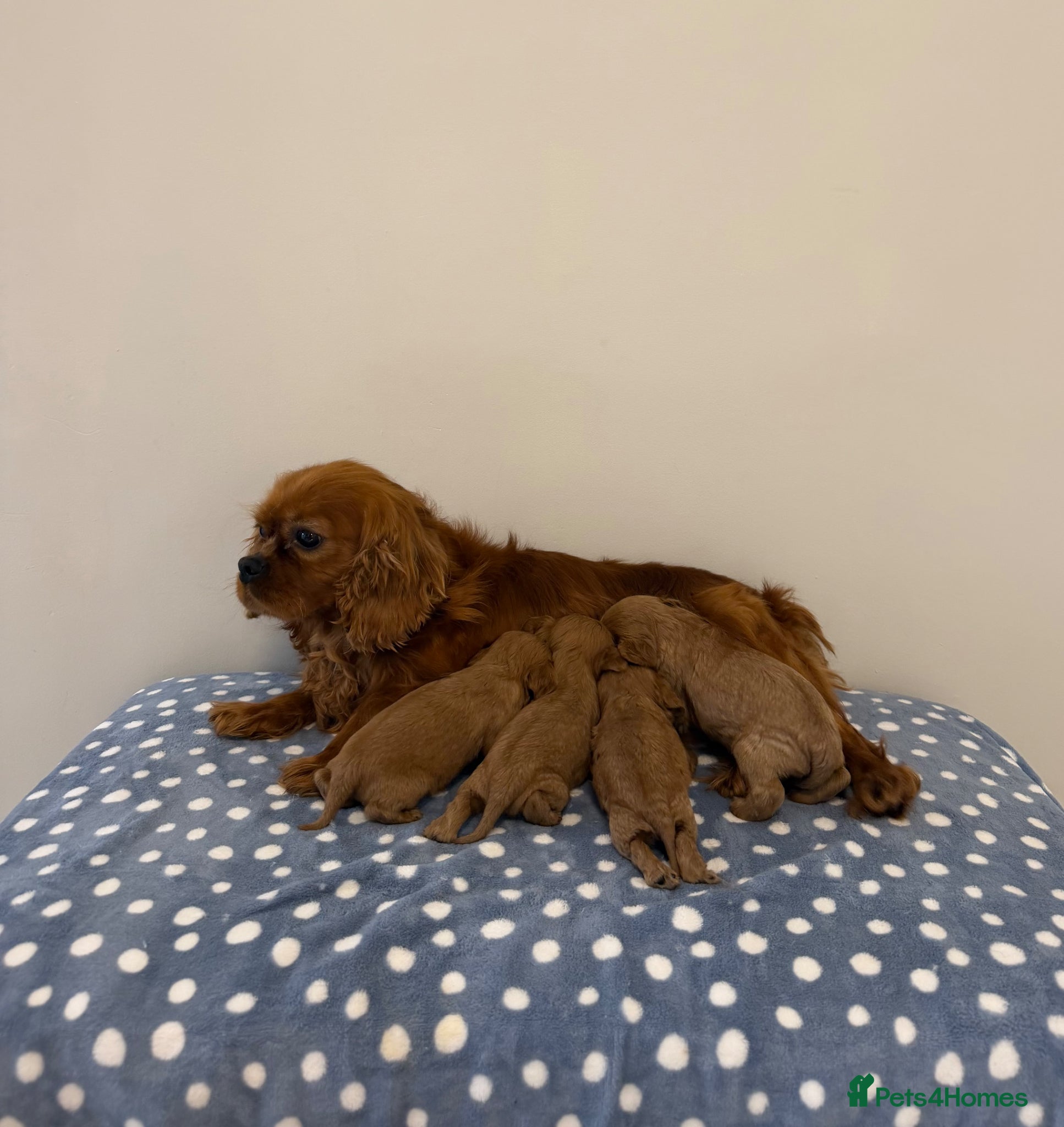 Cavalier King Charles Spaniel dogs Cavalier King Charles Ruby Puppys - Advert 1