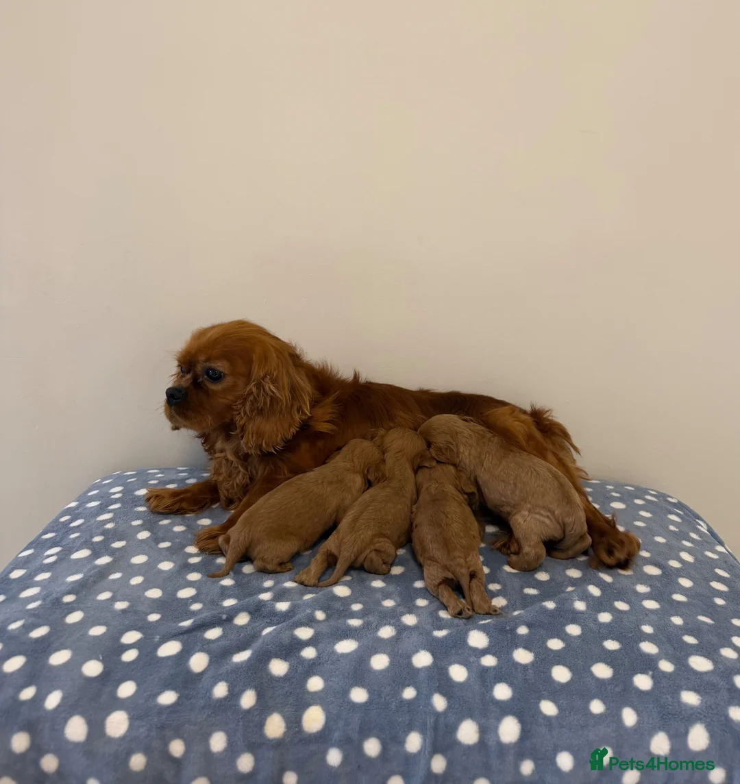 Cavalier King Charles Spaniel dogs for sale: Cavalier King Charles Ruby Puppys - Advert 1