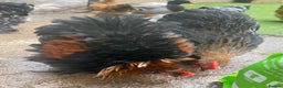Chickens poultry for sale: Pekin Bantam Hens & Cockerels - Advert 5