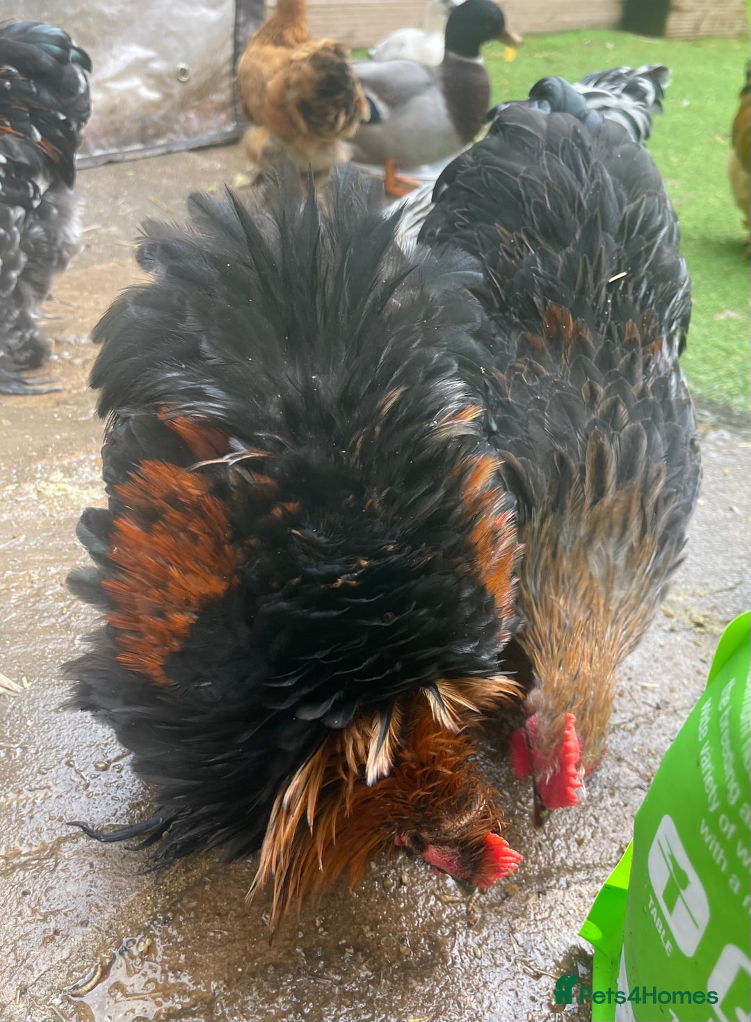 Chickens poultry for sale: Pekin Bantam Hens & Cockerels - Advert 5