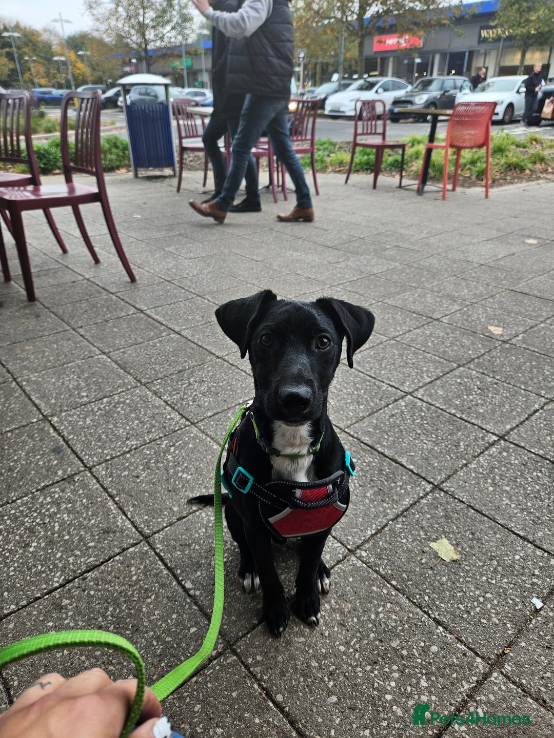 Patterjack dogs for sale: Morris 16 months old  - Image 1