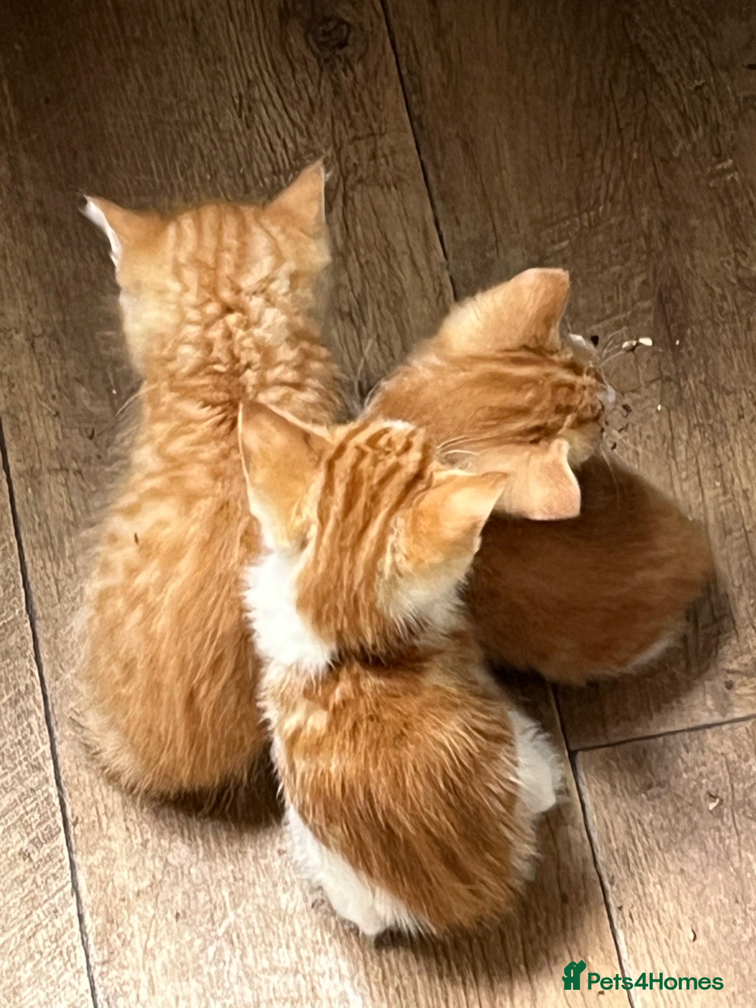 Mixed Breed cats Mixed litter of fun and friendly kittens. - Advert 2
