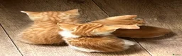 Mixed Breed cats for sale: Mixed litter of fun and friendly kittens. - Advert 1