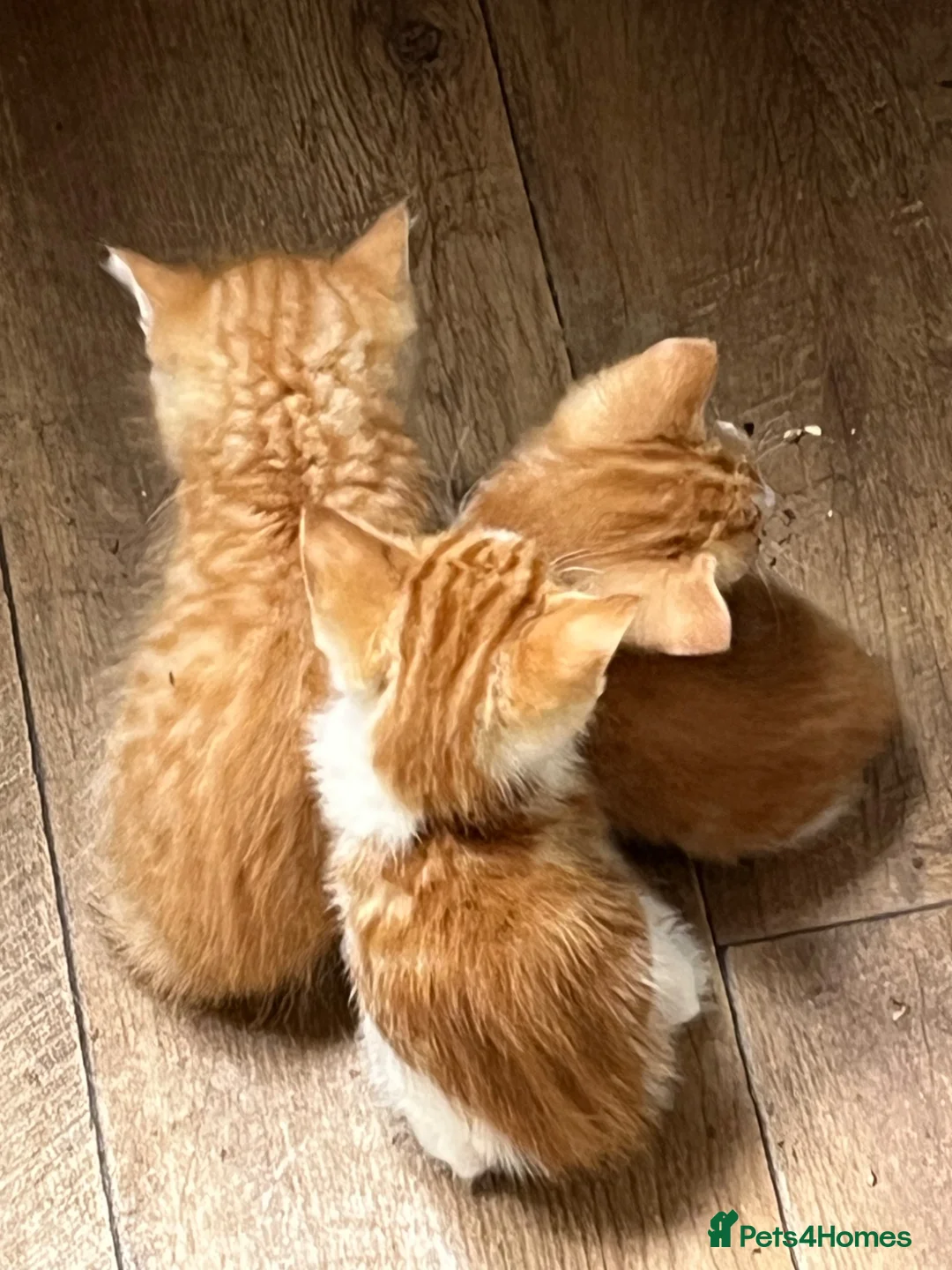 Mixed Breed cats for sale: Mixed litter of fun and friendly kittens. - Advert 1