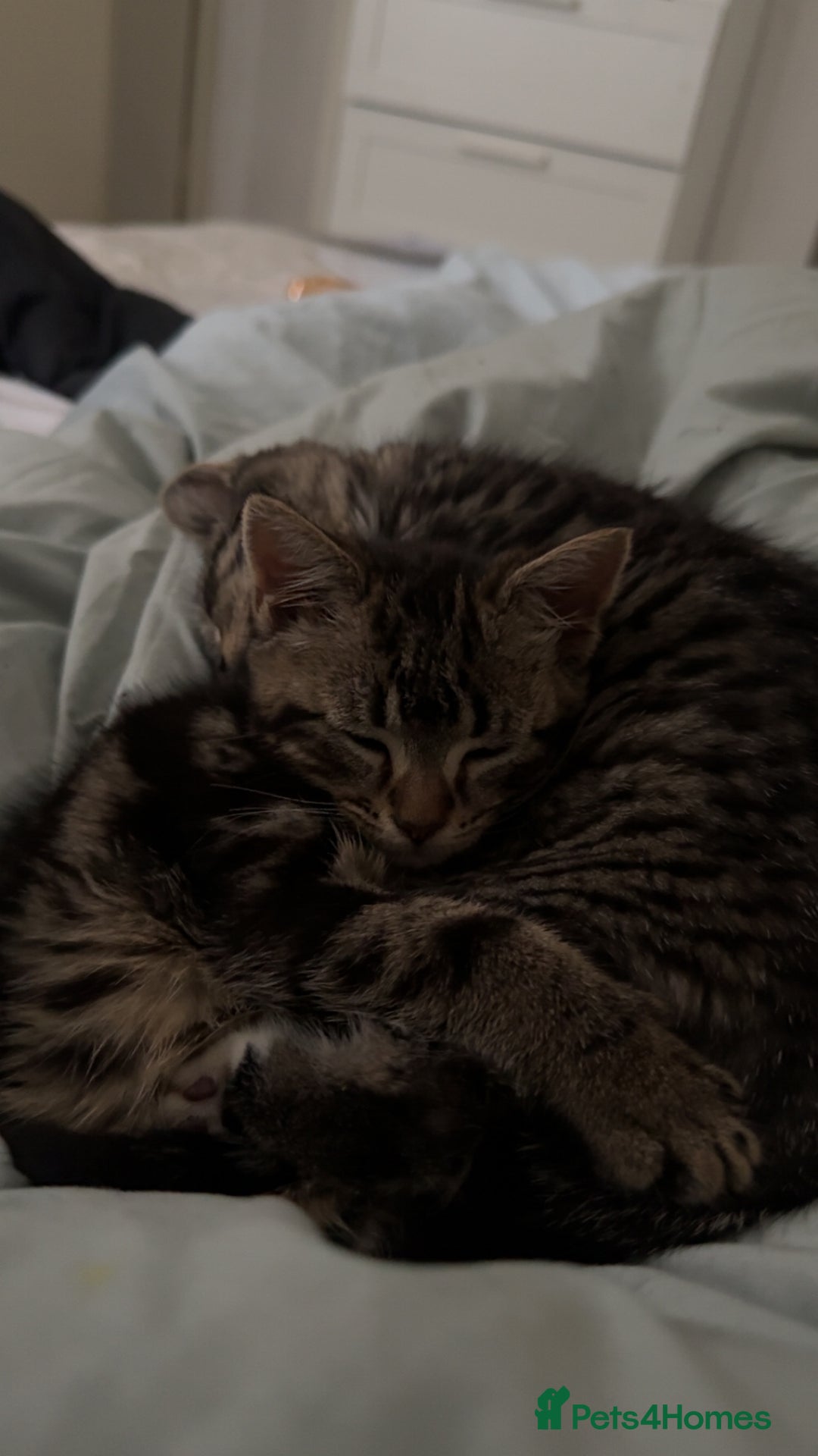 Mixed Breed cats for sale: Adorable 3 month old kittens  - Advert 2