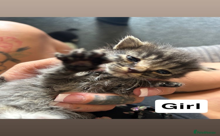 Mixed Breed cats - Advert 15