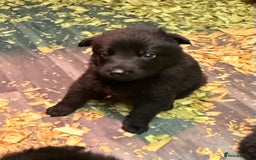 German Shepherd dogs for sale: KC Reg Working Line GSD pups. - Image 13