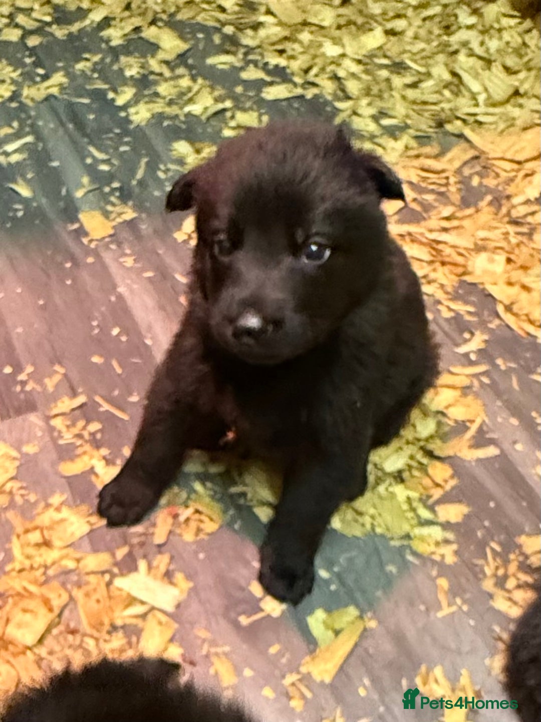 German Shepherd dogs for sale: KC Reg Working Line GSD pups. - Image 13